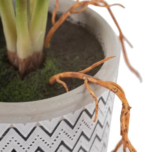 Planta filodendro verde