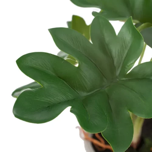 Planta filodendro verde
