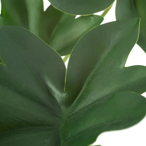 Planta filodendro verde