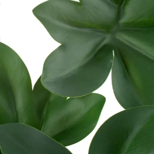 Planta filodendro verde