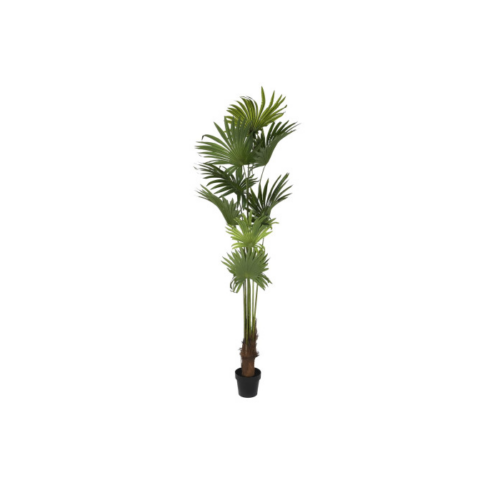 Planta palmera verde