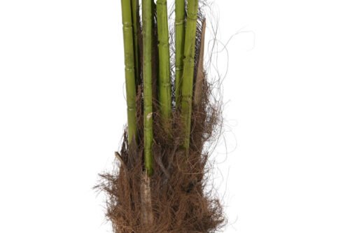 Planta palmera verde