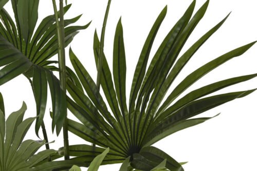 Planta palmera verde